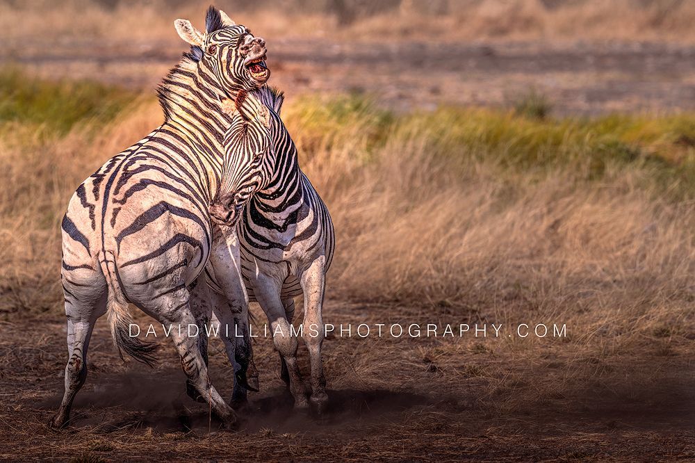 Zebra GP NZ96408 Zebra GP NZ96408