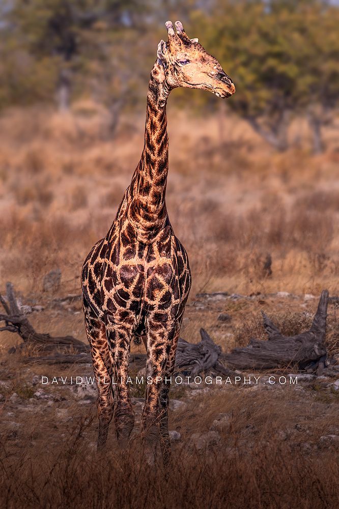 Giraffe S NZ96433 Giraffe S NZ96433