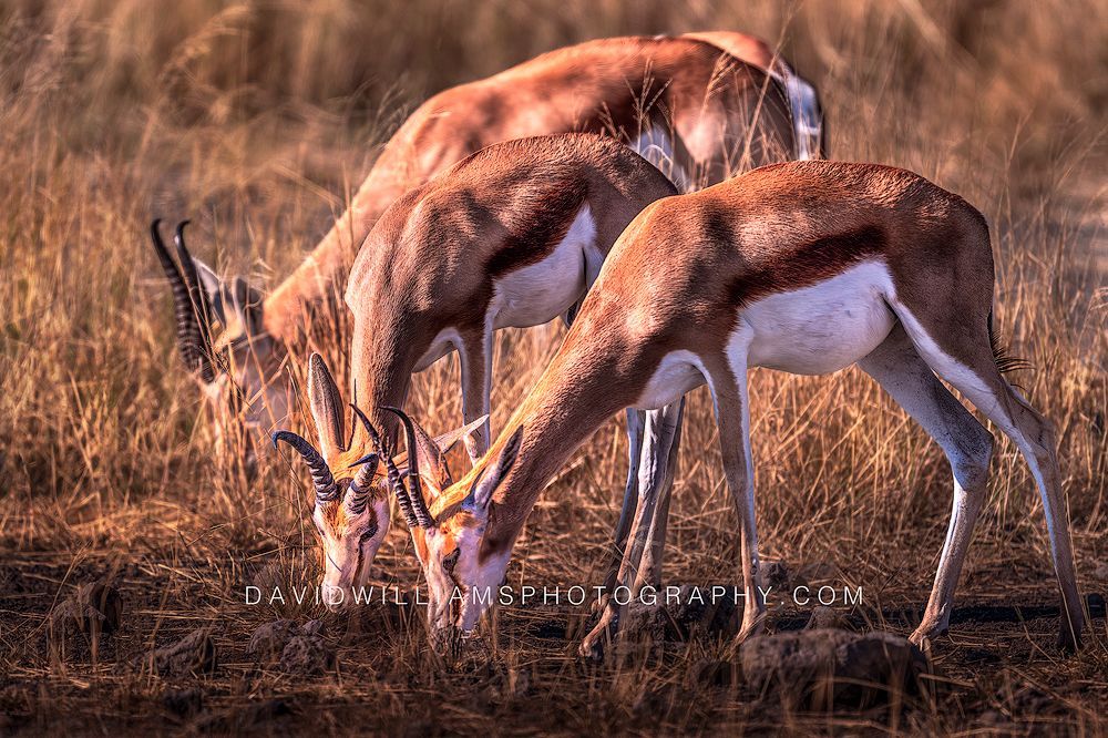 Springbok GP NZ96445 Springbok GP NZ96445