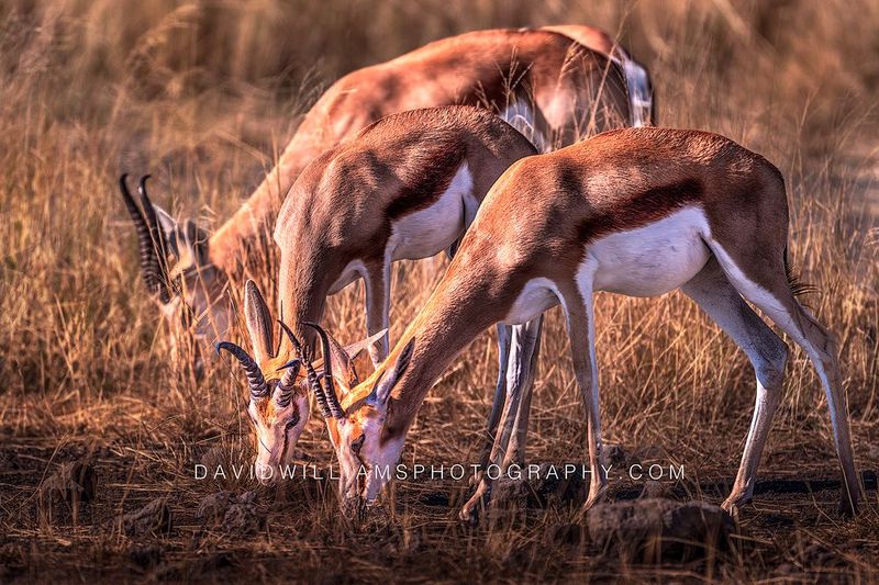 Springbok GP NZ96445