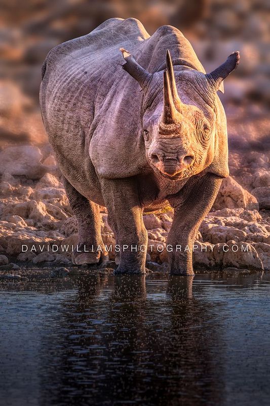 Black Rhino S NZ96680EN
