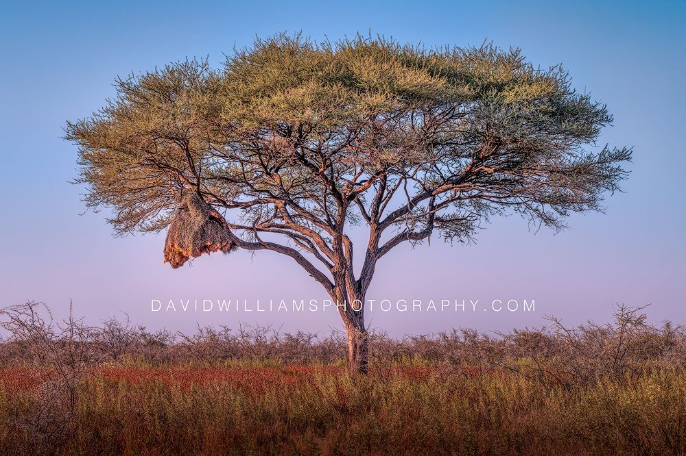 Sociable Weaver's Nest 0Z80880