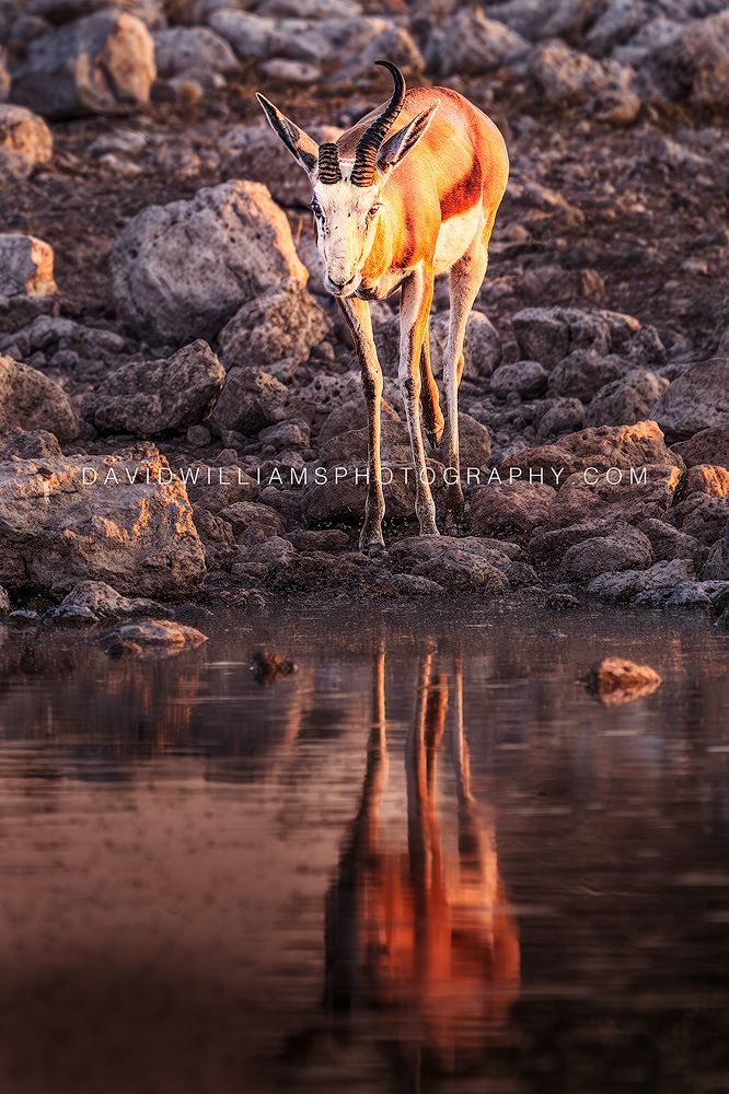 Springbok S NZ96757EN