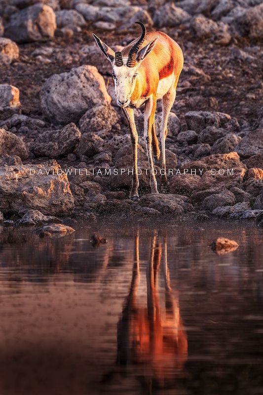 Springbok S NZ96757EN