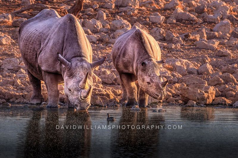 Black Rhino GP NZ96704
