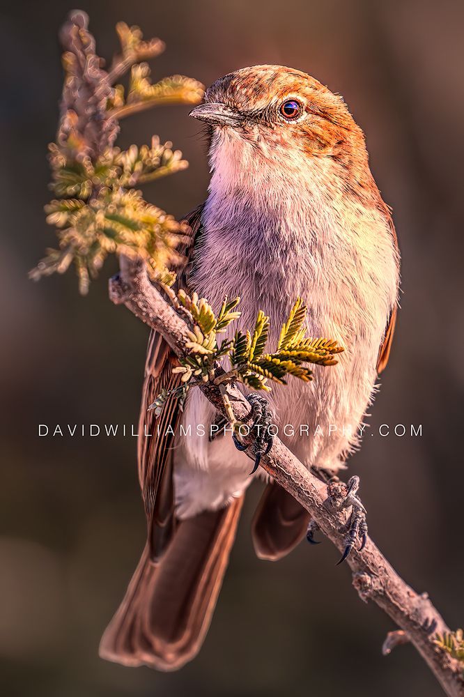 Flycatcher S NZ96618EN