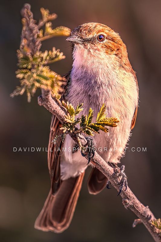 Flycatcher S NZ96618EN