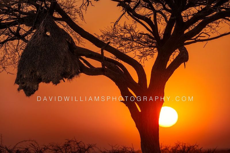 Namibia Sunrise NZ96796