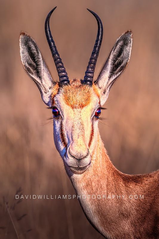 Springbok S NZ97030EN