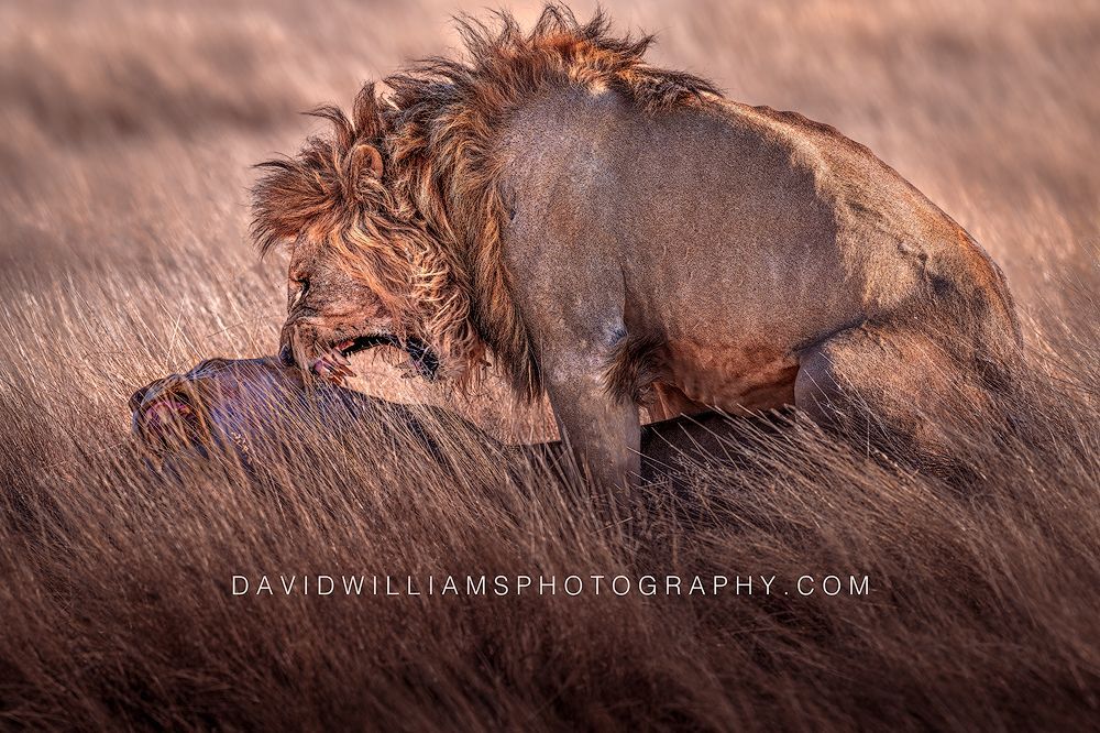 Lion GP NZ97216 Lion GP NZ97216