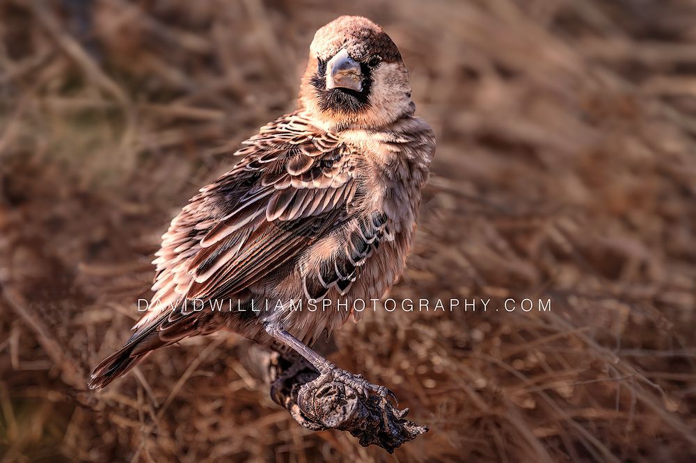 Sociable Waver NZ97373