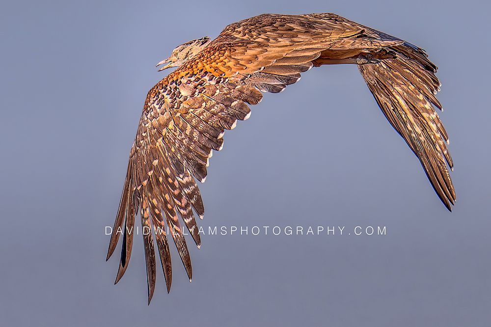 Kori Bustard S NZ97418EN