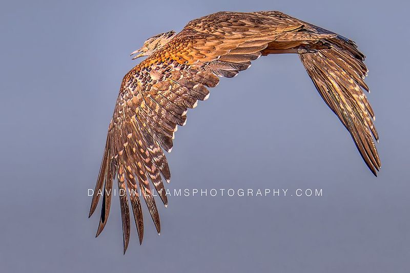 Kori Bustard S NZ97418EN