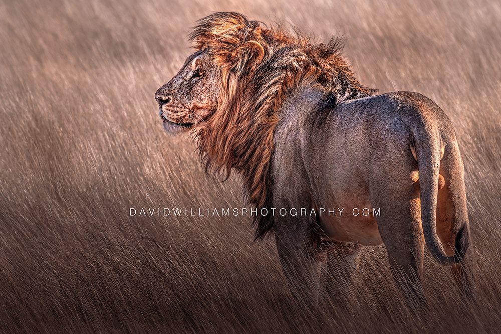 Lion S NZ97335 Lion S NZ97335