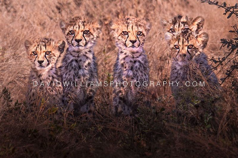 Cheetah GP NZ97558EN