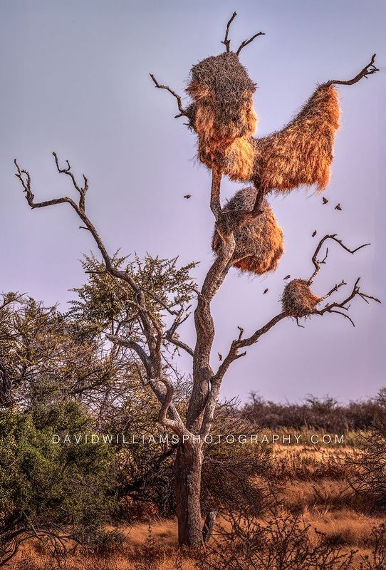 Sociable Weaver's Nest NZ97506