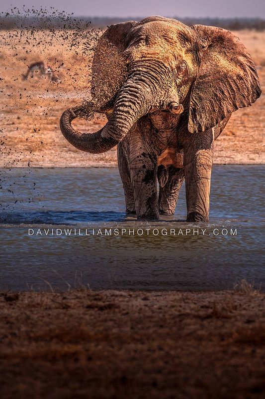 Elephant S NZ97951
