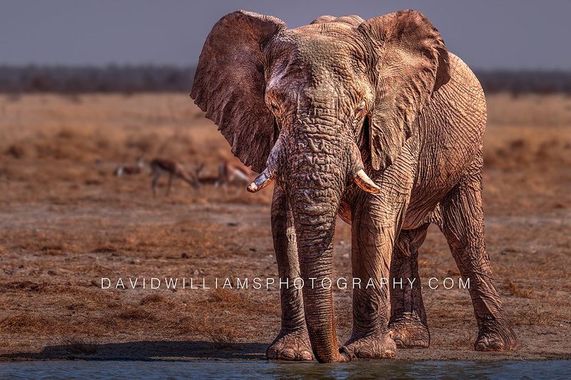 Elephant S NZ97932
