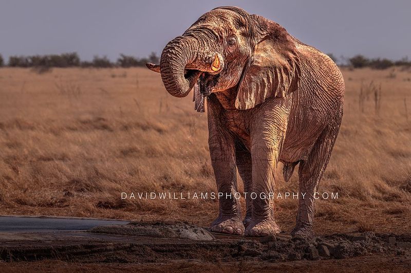 Elephant S NZ97892