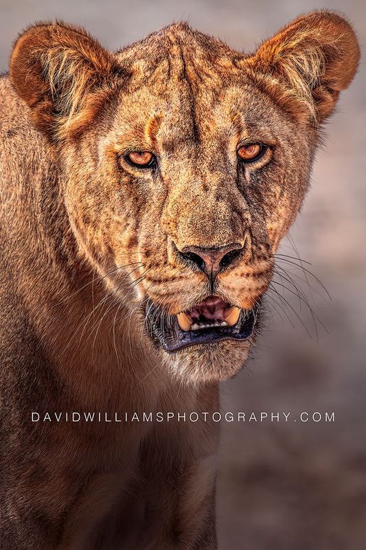 Lion s NZ98084EN