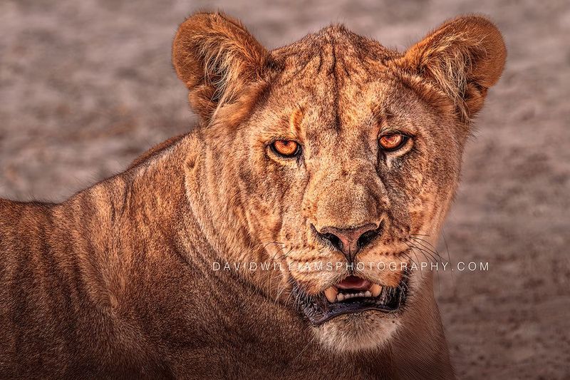 Lion S NZ98046EN