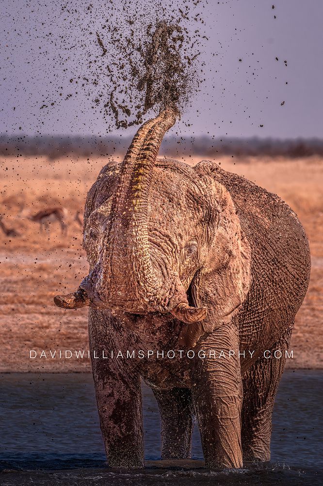 Elephant S NZ98012 Elephant S NZ98012