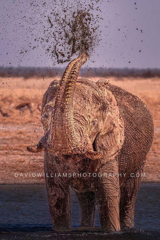 Elephant S NZ98012