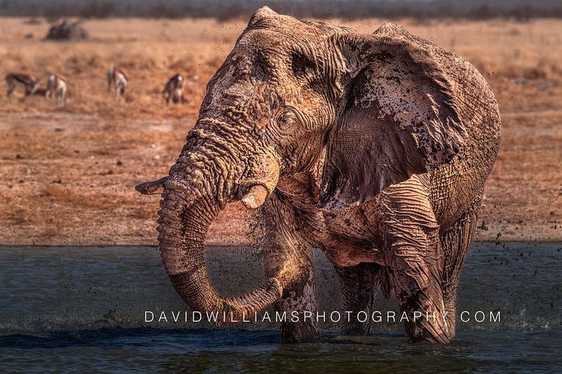 Elephant S NZ97972