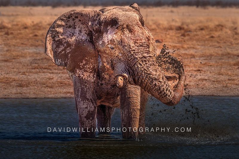Elephant S NZ97999