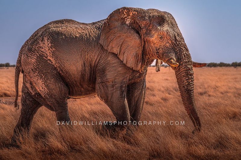 Elephant S 0Z80971