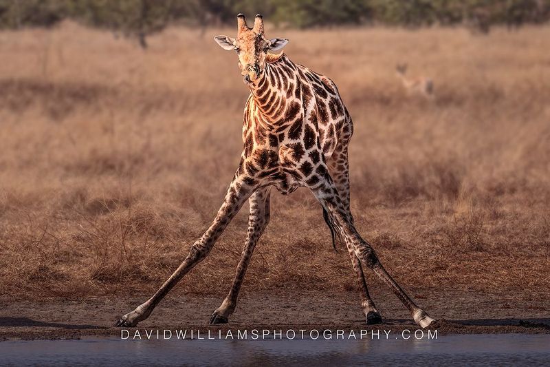 Giraffe S NZ98151