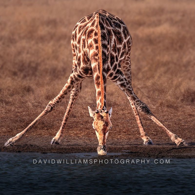 Giraffe S NZ98263