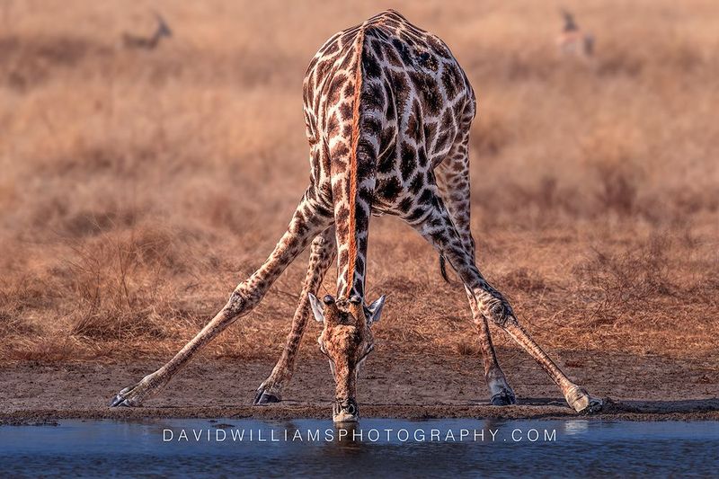 Giraffe S NZ98154