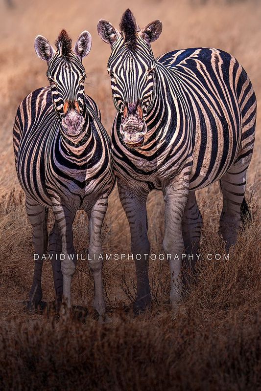 Zebra GP NZ98116