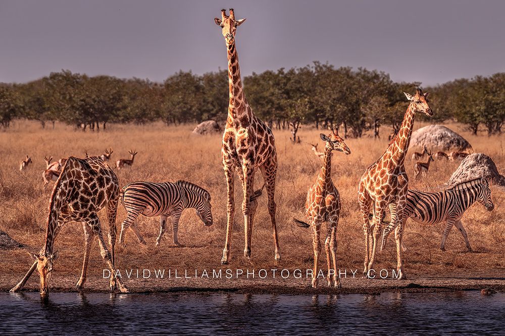 Giraffe GP NZ98157 Giraffe GP NZ98157