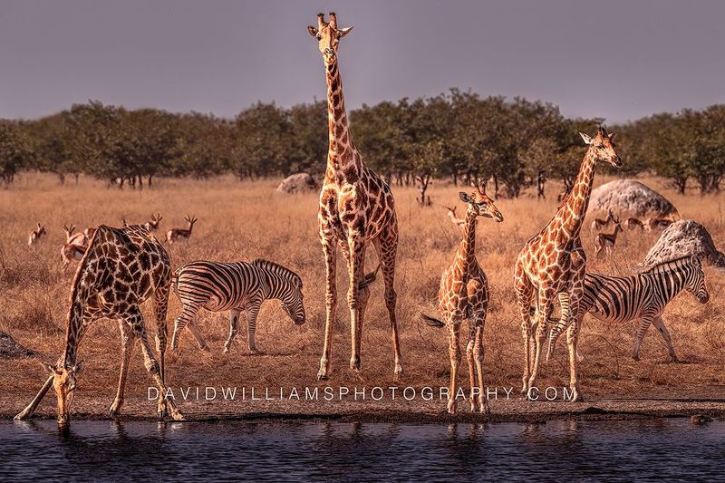 Giraffe GP NZ98157
