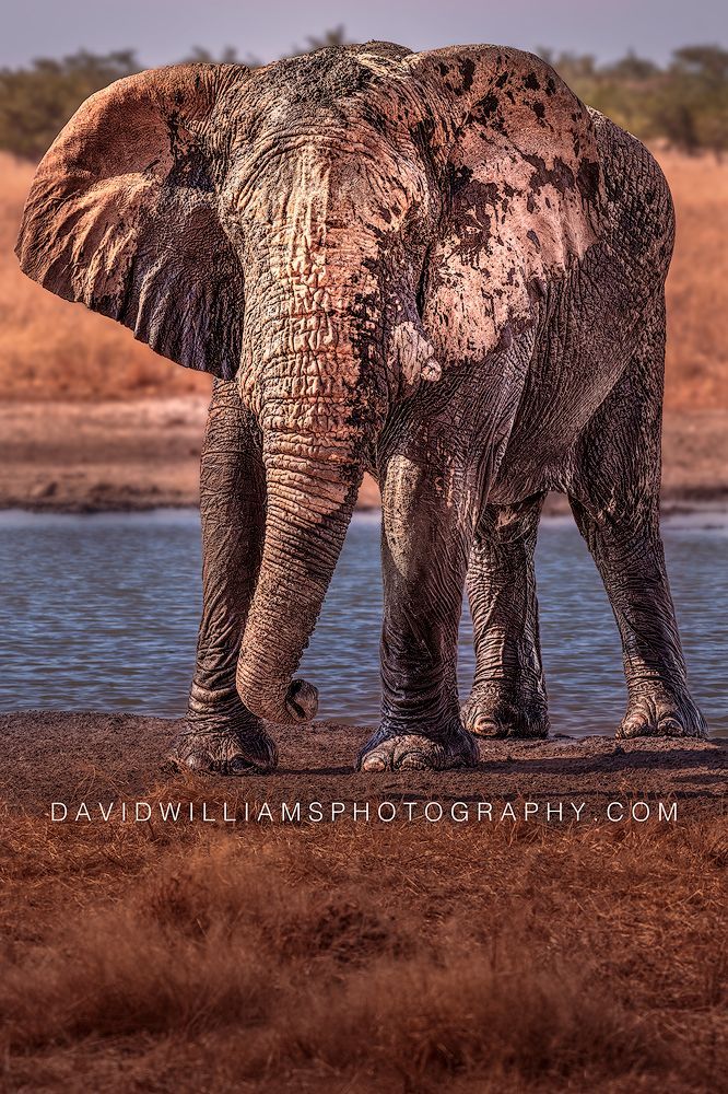 Elephant S NZ98212 Elephant S NZ98212