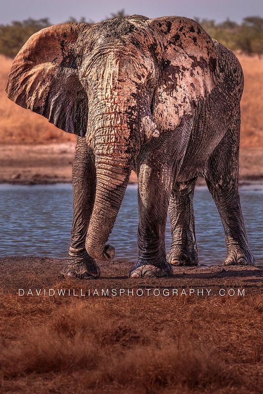 Elephant S NZ98212