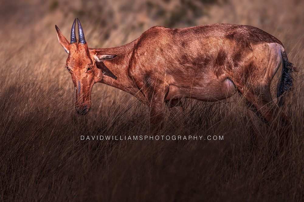 Hartebeest S NZ98428 Hartebeest S NZ98428