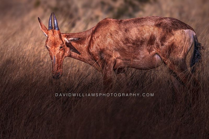 Hartebeest S NZ98428