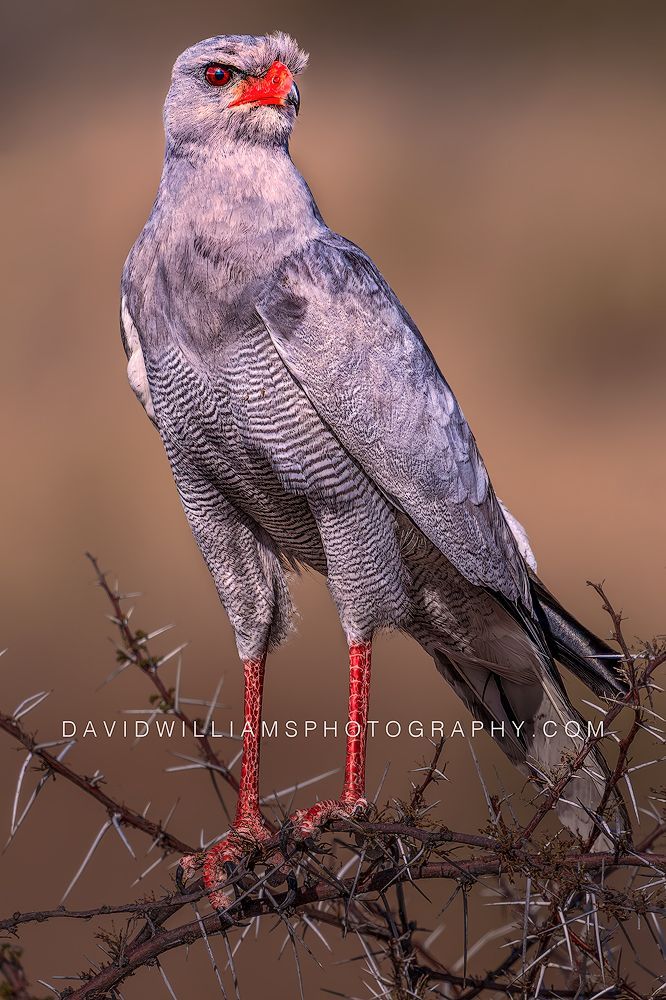 Eastern Chanting Goshawk NZ98358EN