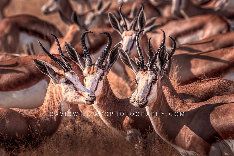 Springbok S NZ98401
