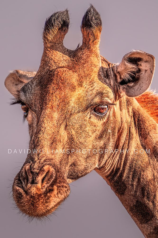 Giraffe S NZ98757EN Giraffe S NZ98757EN