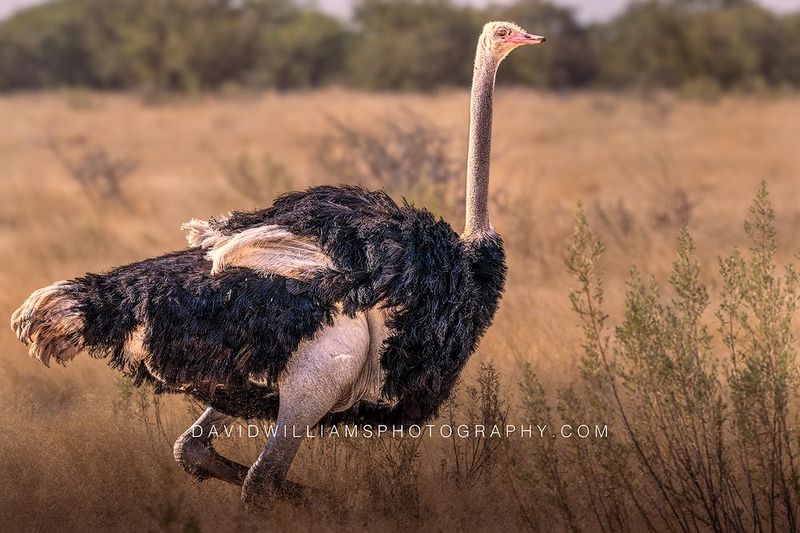 Ostrich S NZ98365