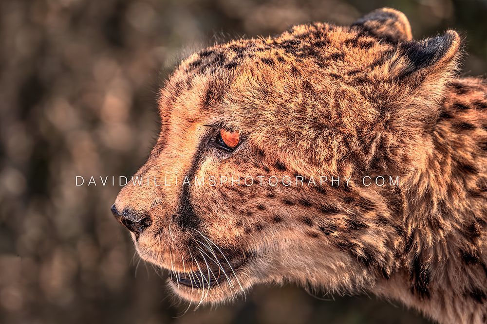 Cheetah S NZ98796 Cheetah S NZ98796