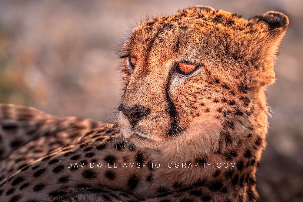 Cheetah S NZ98839 Cheetah S NZ98839