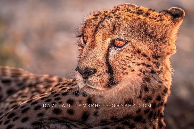Cheetah S NZ98839