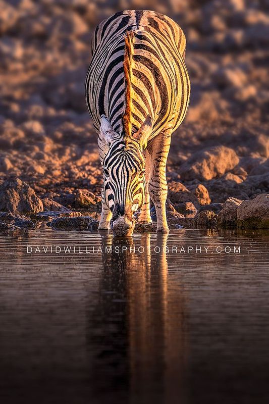 Zebra S NZ98953EN