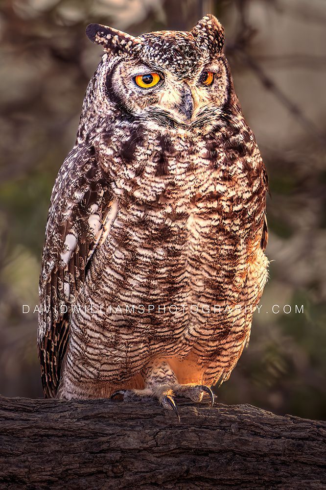 Spotted Eagle Owl NZ98939EN