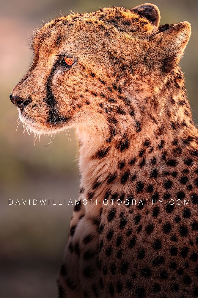 Cheetah S NZ98878 Cheetah S NZ98878